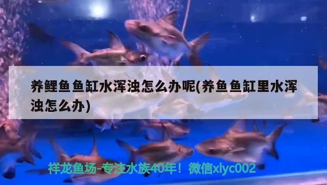 飼料 養鯉魚魚缸水渾濁怎么辦呢(養魚魚缸里水渾濁怎么辦) 元寶鳳凰魚百科 養鯉魚魚缸水渾濁怎么辦呢(養魚魚缸里水渾濁怎么辦) 養鯉魚魚缸水渾濁怎么辦呢(養魚魚缸里水渾濁怎么辦) 元寶鳳凰魚百科