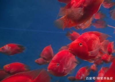 龍魚打架后不吃東西vs祥龍魚場：龍魚打架原因及預防措施