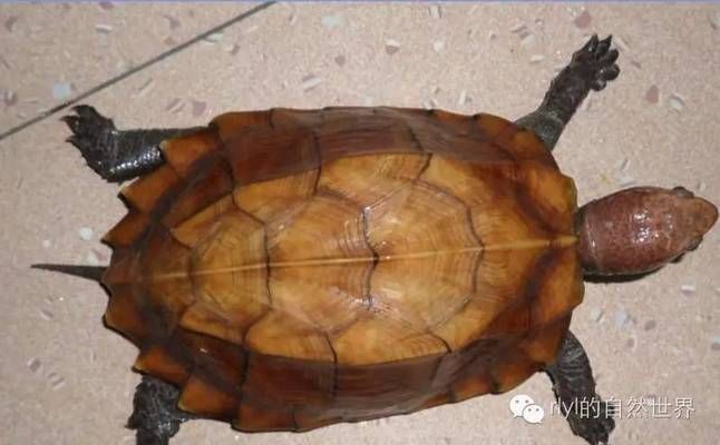 豬鼻龜可以養多久啊：豬鼻龜的飼養周期
