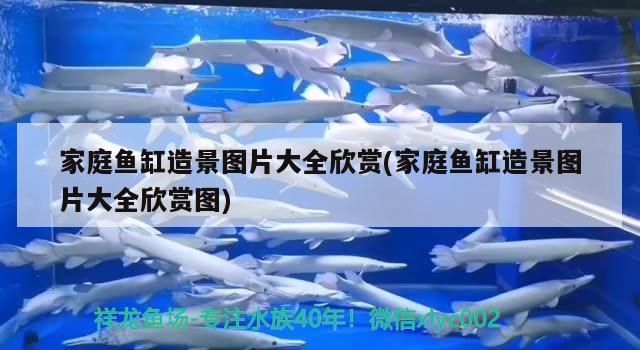家庭魚(yú)缸造景圖片大全欣賞(家庭魚(yú)缸造景圖片大全欣賞圖)