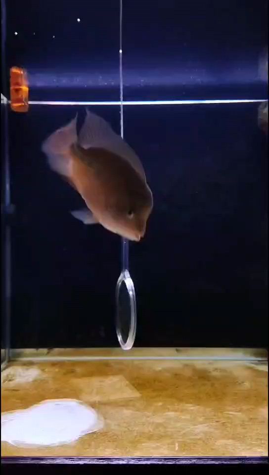 誰能教我起沙