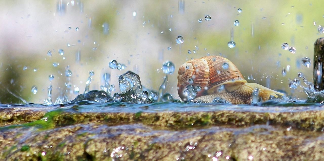 家庭魚(yú)缸造景圖片大全欣賞(家庭魚(yú)缸造景圖片大全欣賞圖)