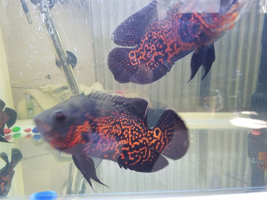 地圖魚公母對照（地圖魚公母的區分）
