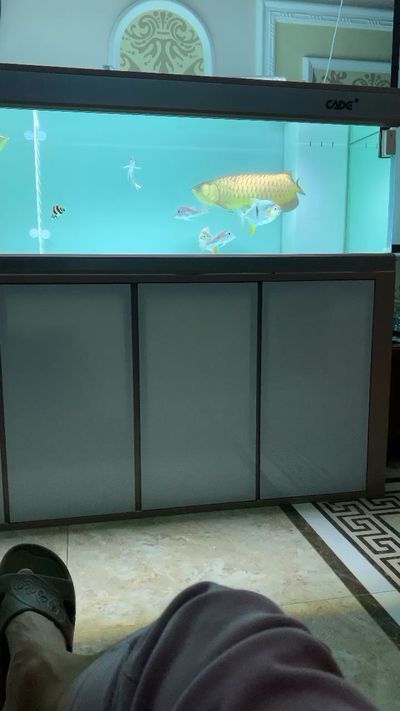 龍魚吃了一個(gè)大白片會(huì)怎么樣vs祥龍魚場(chǎng)：丑魚病龍魚吃了一個(gè)大白片會(huì)怎么樣