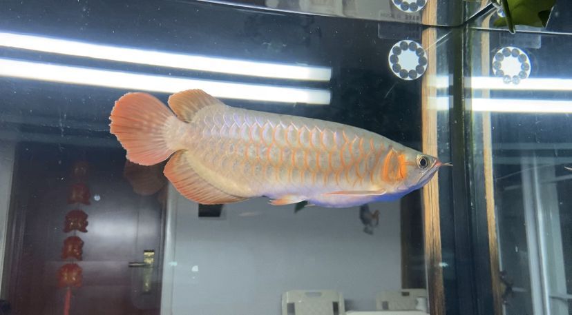 鞍山觀賞魚批發(fā)市場地址電話 鞍山批發(fā)觀賞魚的市場在哪