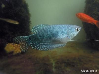 純白色觀賞魚可以吃嗎有毒嗎視頻（純白色觀賞魚可以食用嗎）