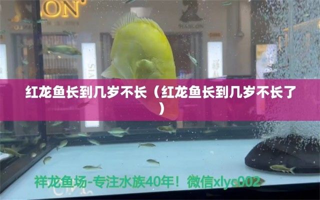 吉印金魚爆藻燈怎么樣（吉印金魚爆藻燈怎么樣好用嗎） 吉印金魚爆藻燈怎么樣（吉印金魚爆藻燈怎么樣好用嗎） 吉印水族