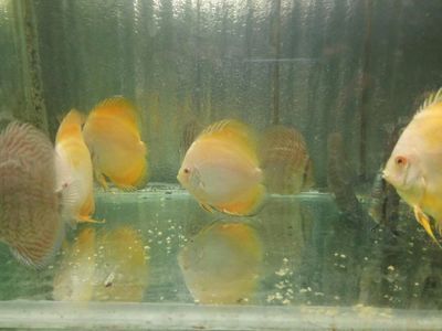 觀賞魚黃金貓能長多大（觀賞魚黃金貓魚的生長大小受到多種因素影響）