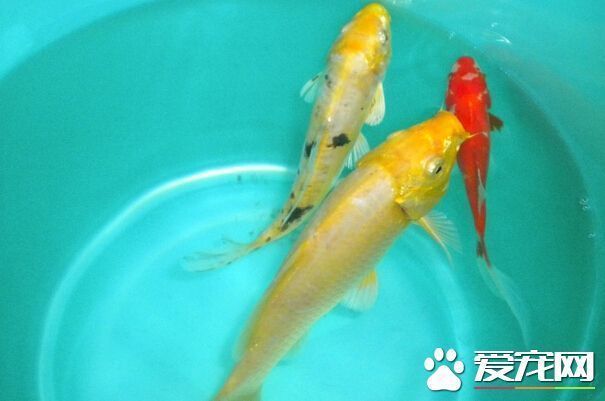 觀賞魚黃金貓能長多大（觀賞魚黃金貓魚的生長大小受到多種因素影響）