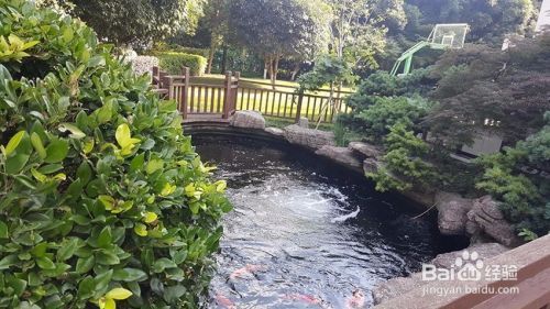 原神紅龍魚用什么魚餌：探秘原神紅龍魚垂釣，魚餌之選與技巧全解析
