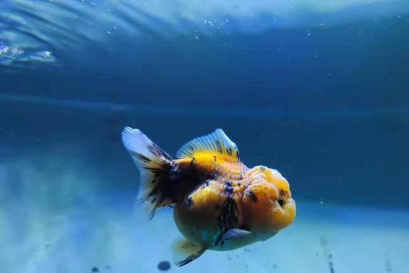 原神紅龍魚用什么魚餌：探秘原神紅龍魚垂釣，魚餌之選與技巧全解析