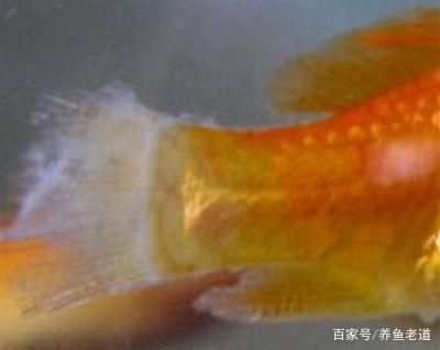 觀賞魚(yú)水霉病的治療方法(如何治療觀賞魚(yú)水霉病) 則道紅龍 第1張 觀賞魚(yú)水霉病的治療方法(如何治療觀賞魚(yú)水霉病) 觀賞魚(yú)水霉病的治療方法(如何治療觀賞魚(yú)水霉病) 則道紅龍 第1張