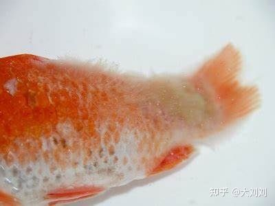 觀賞魚(yú)水霉病的治療方法（如何治療觀賞魚(yú)水霉病） 觀賞魚(yú)水霉病的治療方法（如何治療觀賞魚(yú)水霉病） 則道紅龍 第3張