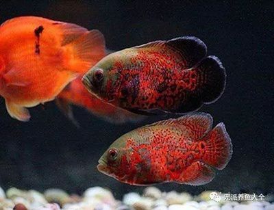觀賞魚(yú)水霉病的治療方法(如何治療觀賞魚(yú)水霉病) 則道紅龍 第4張 觀賞魚(yú)水霉病的治療方法(如何治療觀賞魚(yú)水霉病) 觀賞魚(yú)水霉病的治療方法(如何治療觀賞魚(yú)水霉病) 則道紅龍 第4張