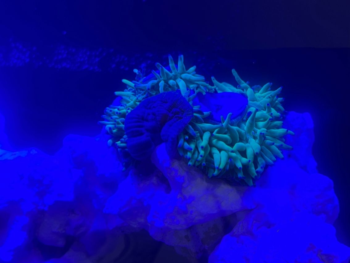 新加成員,藍吊平躺! 奶嘴還好,會動地方 龍魚論壇 第1張 新加成員,藍吊平躺! 奶嘴還好,會動地方 新加成員,藍吊平躺! 奶嘴還好,會動地方 龍魚論壇 第1張