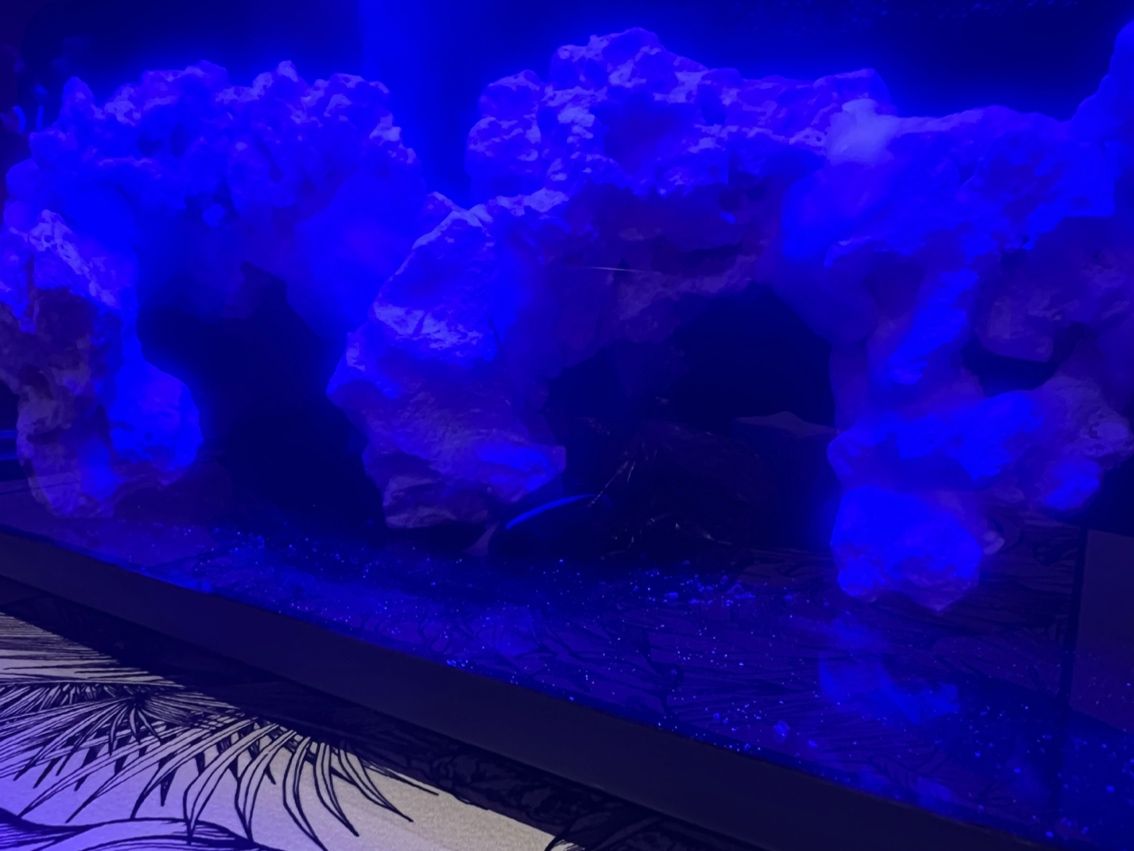 新加成員,藍吊平躺! 奶嘴還好,會動地方 龍魚論壇 第2張 新加成員,藍吊平躺! 奶嘴還好,會動地方 新加成員,藍吊平躺! 奶嘴還好,會動地方 龍魚論壇 第2張