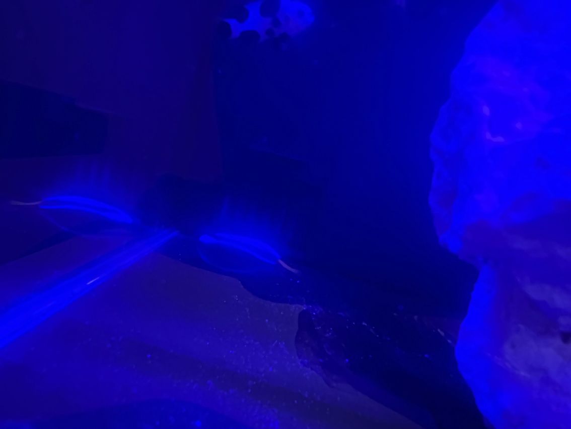 新加成員,藍吊平躺! 奶嘴還好,會動地方 龍魚論壇 第3張 新加成員,藍吊平躺! 奶嘴還好,會動地方 新加成員,藍吊平躺! 奶嘴還好,會動地方 龍魚論壇 第3張