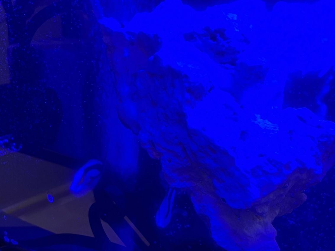 新加成員,藍吊平躺! 奶嘴還好,會動地方 龍魚論壇 第4張 新加成員,藍吊平躺! 奶嘴還好,會動地方 新加成員,藍吊平躺! 奶嘴還好,會動地方 龍魚論壇 第4張