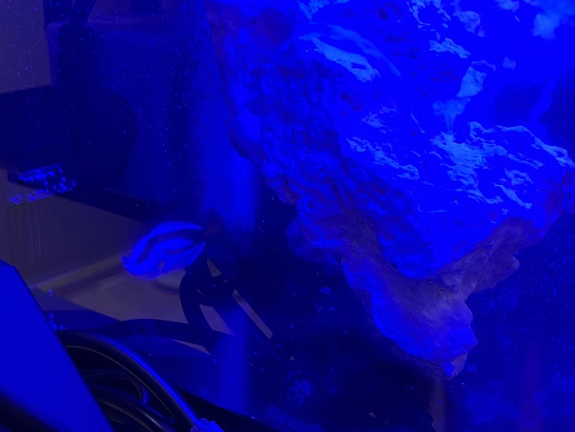 新加成員,藍吊平躺! 奶嘴還好,會動地方 龍魚論壇 第5張 新加成員,藍吊平躺! 奶嘴還好,會動地方 新加成員,藍吊平躺! 奶嘴還好,會動地方 龍魚論壇 第5張