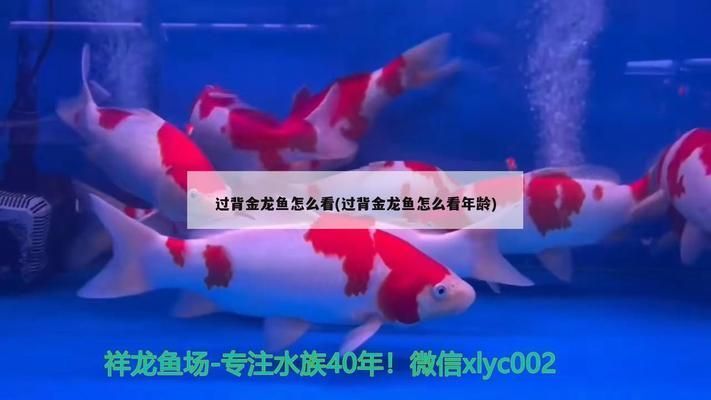 小過背金龍魚好養嗎圖片及價格：養殖小過背金龍魚的一些要點