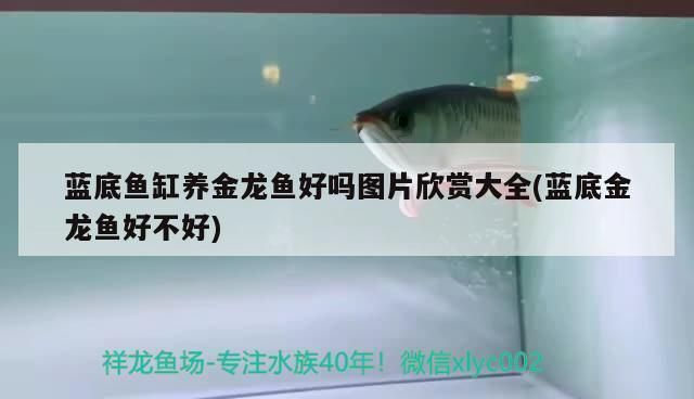小過背金龍魚好養嗎圖片及價格：養殖小過背金龍魚的一些要點