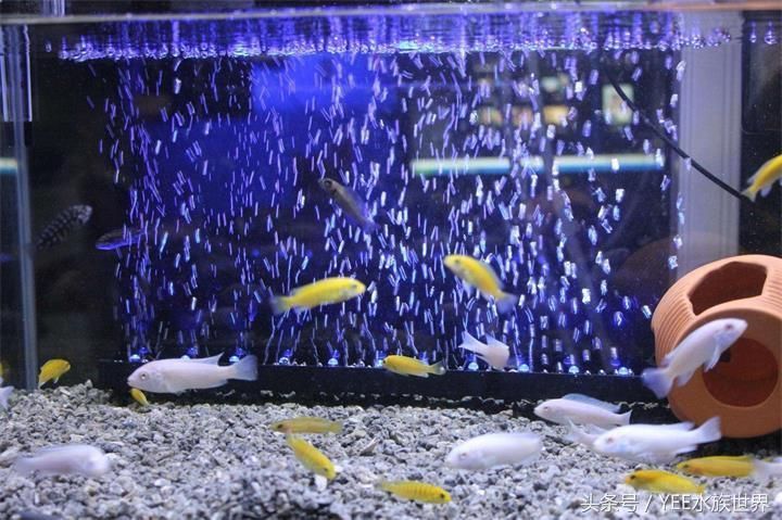 yee意牌水族官網：yee意牌/yee意牌/yee意牌水族官網