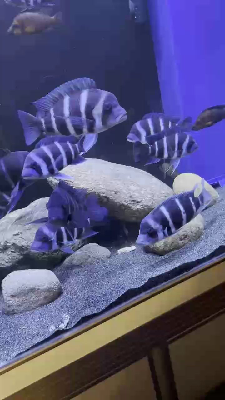 魚缸用增氧泵價格是多少:魚缸增氧機-xtrac增氧機-xtrac增氧機 驚蟄 龍魚論壇 驚蟄 驚蟄 龍魚論壇