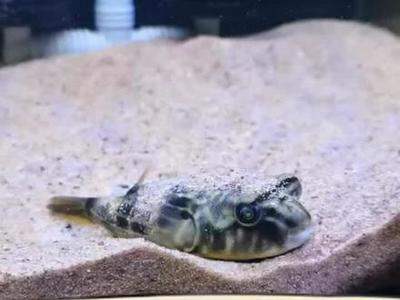 元寶和龍魚可以混養嗎圖片大全：元寶與龍魚混養之探，可行與否及要點剖析