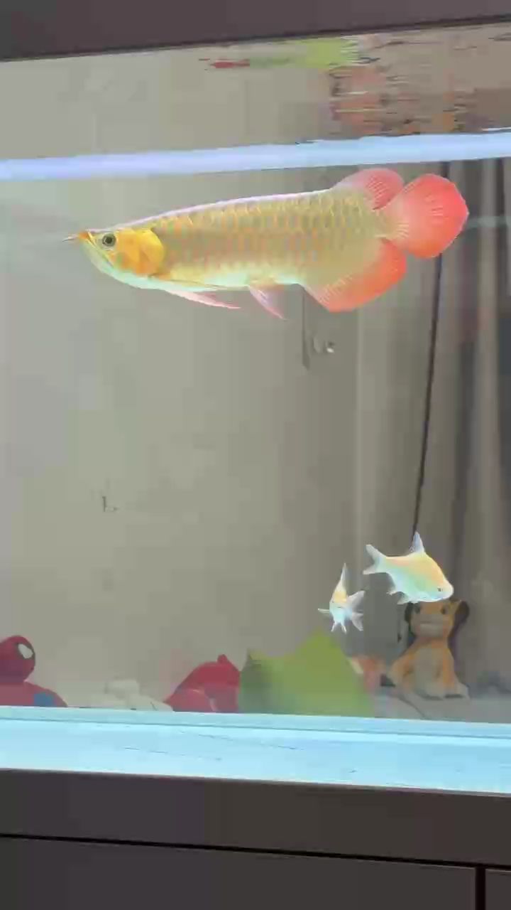 新寵順利入缸 入缸大吉 新寵順利入缸 入缸大吉 龍魚論壇 第1張