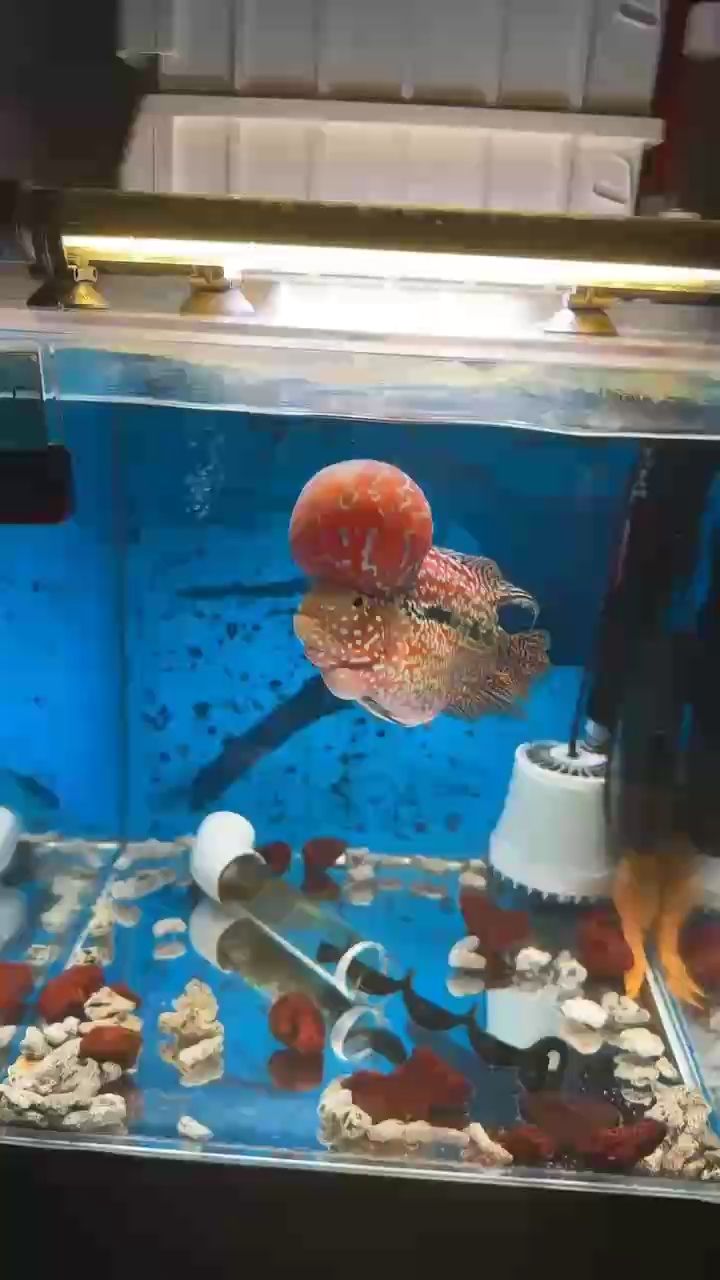 看看我的羅漢