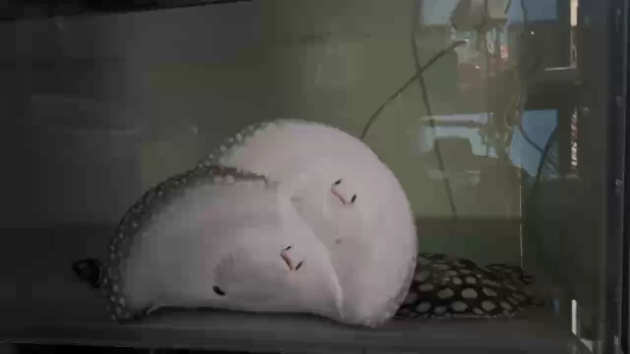 養(yǎng)魚人的半天