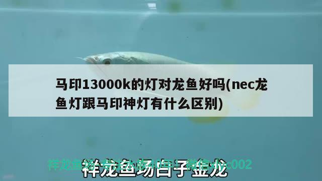 元寶鳳凰魚價格：元寶鳳凰魚，祥龍魚場的璀璨明珠