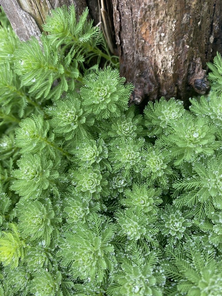有被這狐貍尾巴誘惑到~
