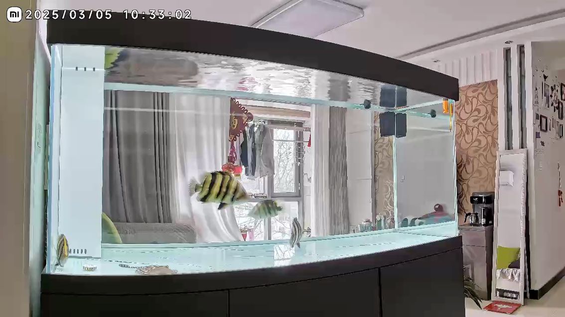 我的新玩具今天就要入缸