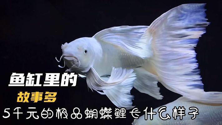 蝴蝶鯉有沒有極品苗（蝴蝶鯉極品苗挑選技巧）