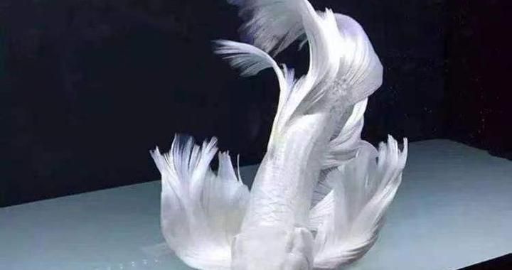 蝴蝶鯉球體魚苗最怕三個東西（蝴蝶鯉球體魚苗最怕什么）