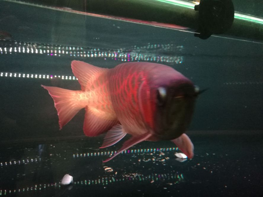 荊州水族館孟吉爾小孟發(fā)色杠杠的 荊州水族館孟吉爾小孟發(fā)色杠杠的 廣州孟吉爾 第4張