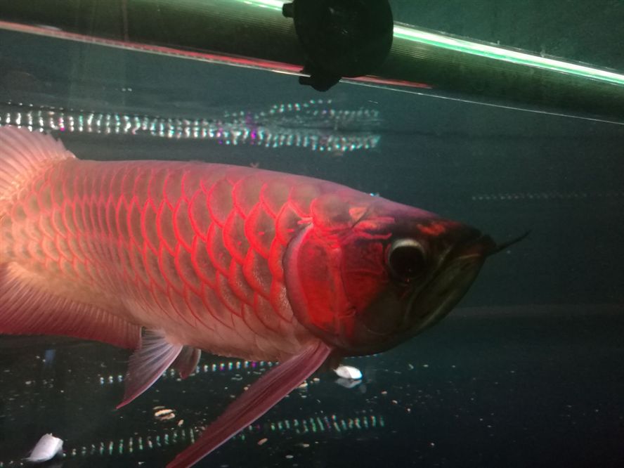 荊州水族館孟吉爾小孟發(fā)色杠杠的 荊州水族館孟吉爾小孟發(fā)色杠杠的 廣州孟吉爾 第5張