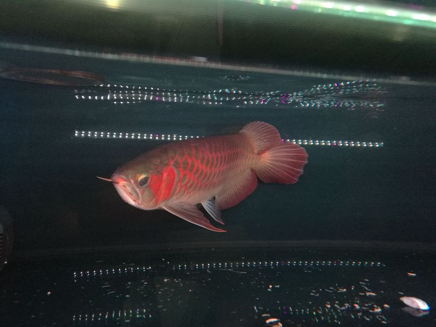 荊州水族館孟吉爾小孟發(fā)色杠杠的 荊州水族館孟吉爾小孟發(fā)色杠杠的 廣州孟吉爾 第6張