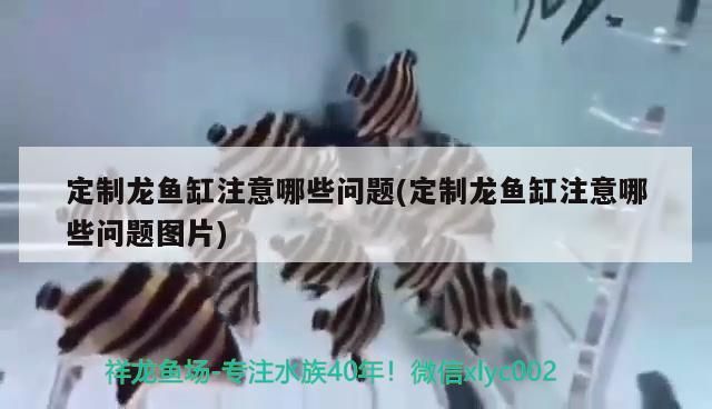 定制龍魚缸注意哪些問題(定制龍魚缸注意哪些問題圖片)