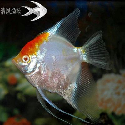 淡水大型觀賞魚品種（淡水大型觀賞魚品種：淡水大型觀賞魚品種：荷蘭鳳凰魚）