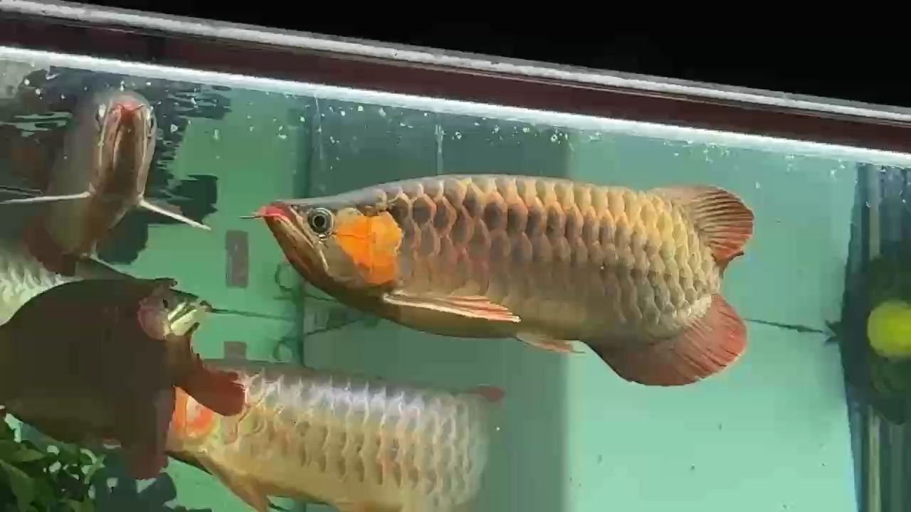 這條看的有點小歡喜。
