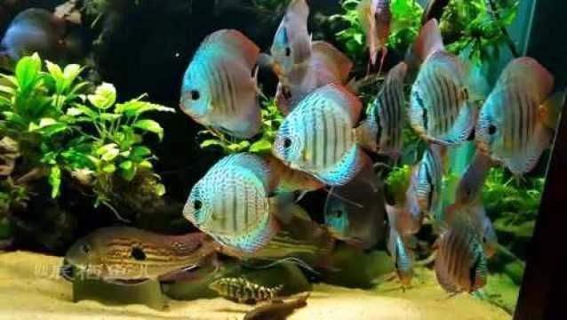 大魚缸里放什么好看(大魚缸的裝飾應該如何考慮?) 貝因美 第1張 大魚缸里放什么好看(大魚缸的裝飾應該如何考慮?) 大魚缸里放什么好看(大魚缸的裝飾應該如何考慮?) 貝因美 第1張