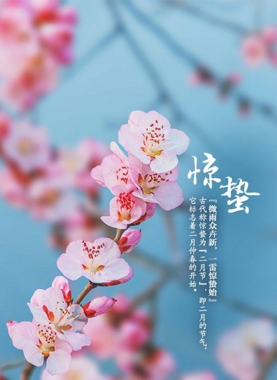 今日驚蟄 今日驚蟄 龍魚(yú)論壇 第2張