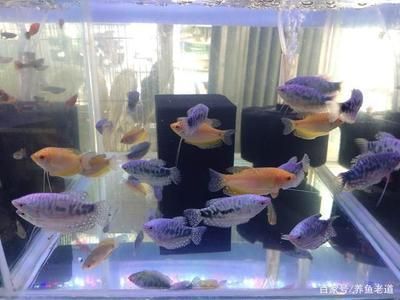 觀賞魚去哪買比較好的（觀賞魚養(yǎng)殖技術(shù)揭秘） 觀賞魚去哪買比較好的（觀賞魚養(yǎng)殖技術(shù)揭秘） 龍魚之家 第3張