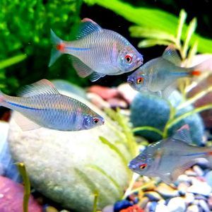 觀賞魚去哪買比較好的（觀賞魚養(yǎng)殖技術(shù)揭秘） 觀賞魚去哪買比較好的（觀賞魚養(yǎng)殖技術(shù)揭秘） 龍魚之家 第1張