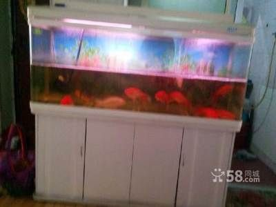 觀賞魚去哪買比較好的（觀賞魚養(yǎng)殖技術(shù)揭秘） 觀賞魚去哪買比較好的（觀賞魚養(yǎng)殖技術(shù)揭秘） 龍魚之家 第4張