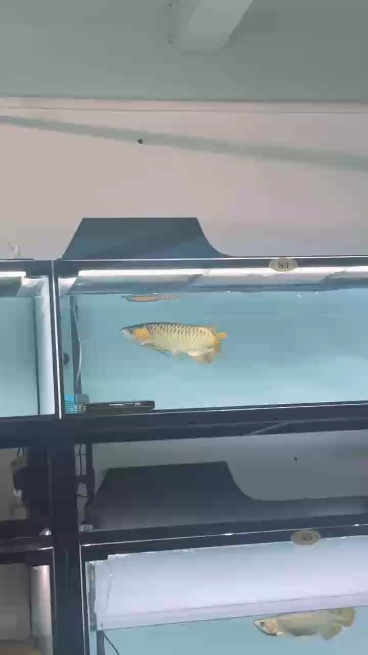 典型的飛蛾撲火