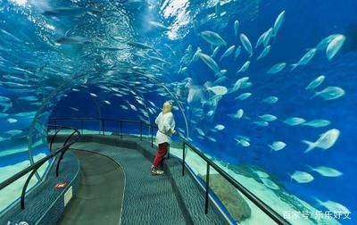 水族館屬于什么分類：極地海洋世界特色展覽,水族館科研項目案例分析