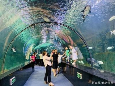 水族館屬于什么分類：極地海洋世界特色展覽,水族館科研項目案例分析